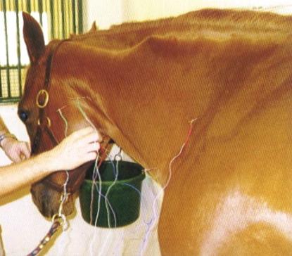 Cascade Animal Clinic - Acupuncture
