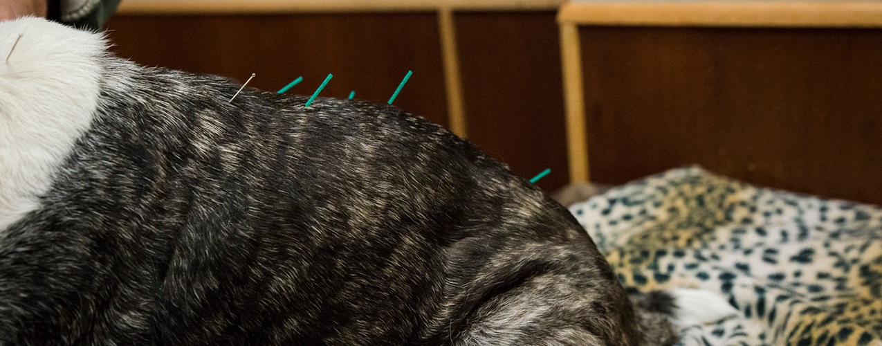 Pet acupuncture